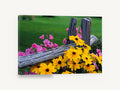 Fence Line Blooms, yellow and pink flowers rustic fence photograph, floral canvas wall art print ready to hang