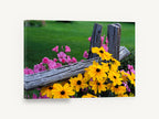 Fence Line Blooms, yellow and pink flowers rustic fence photograph, floral canvas wall art print ready to hang