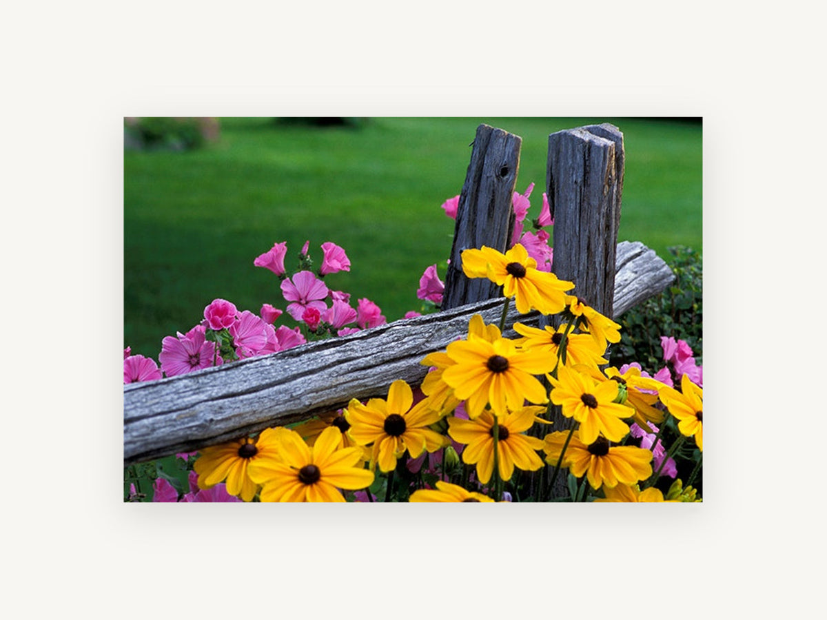 Fence Line Blooms, floral canvas wall art print, front view