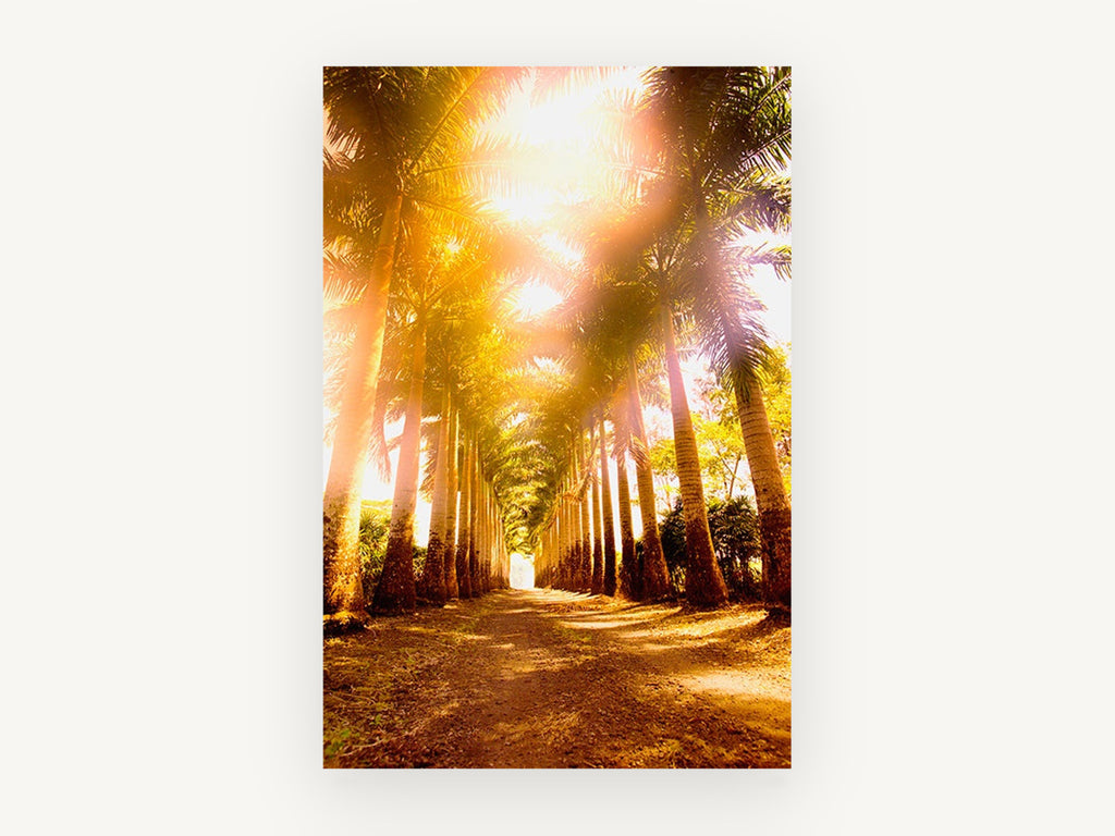Sunlit Palm Avenue, sunlit palm tree avenue photograph, landscape canvas wall art print, front view