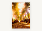 Sunlit Palm Avenue, sunlit palm tree avenue photograph, landscape canvas wall art print, front view