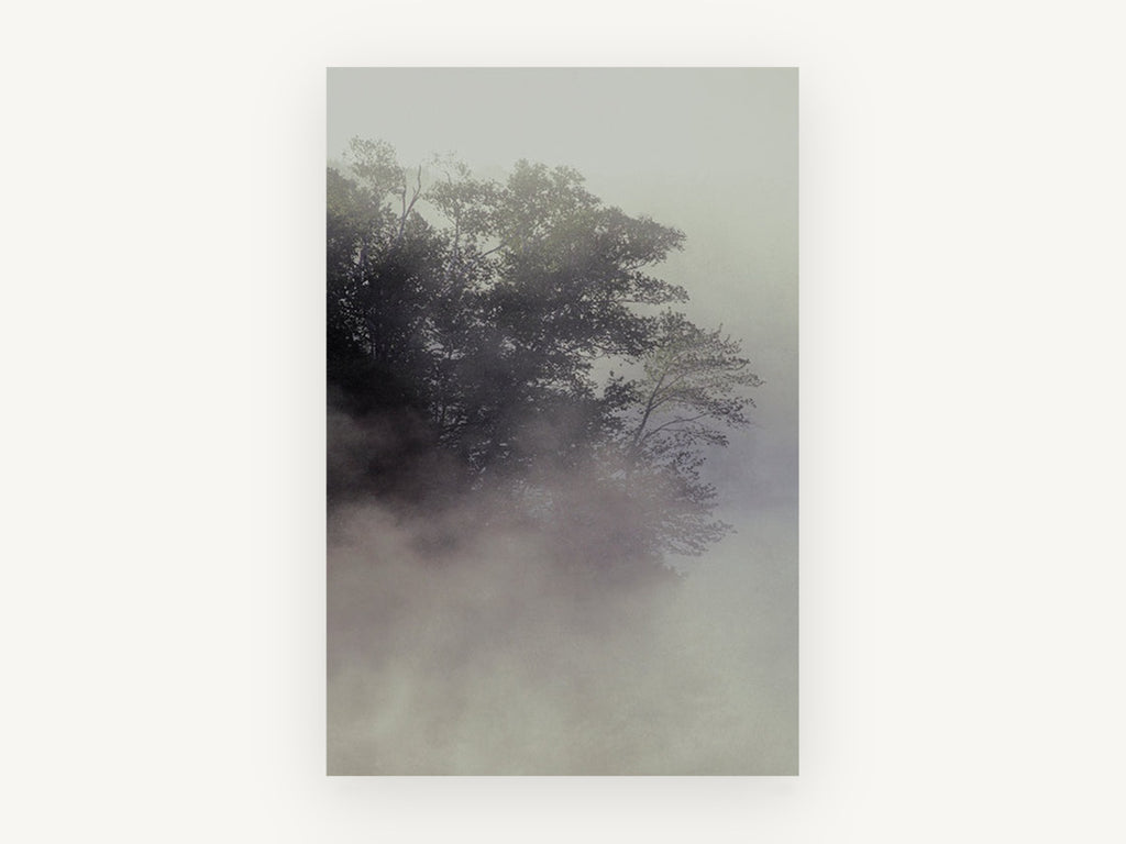Fogbound Shoreline Trees, misty lakeside trees photograph, landscape canvas wall art print, front view