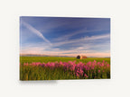 Pink Phlox Prairie, pink wildflowers barn prairie photograph, landscape canvas wall art print ready to hang