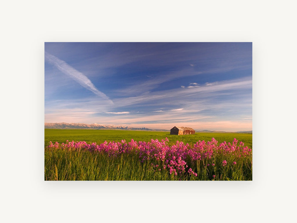 Pink Phlox Prairie, pink wildflowers barn prairie photograph, landscape canvas wall art print, front view