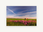 Pink Phlox Prairie, pink wildflowers barn prairie photograph, landscape canvas wall art print, front view