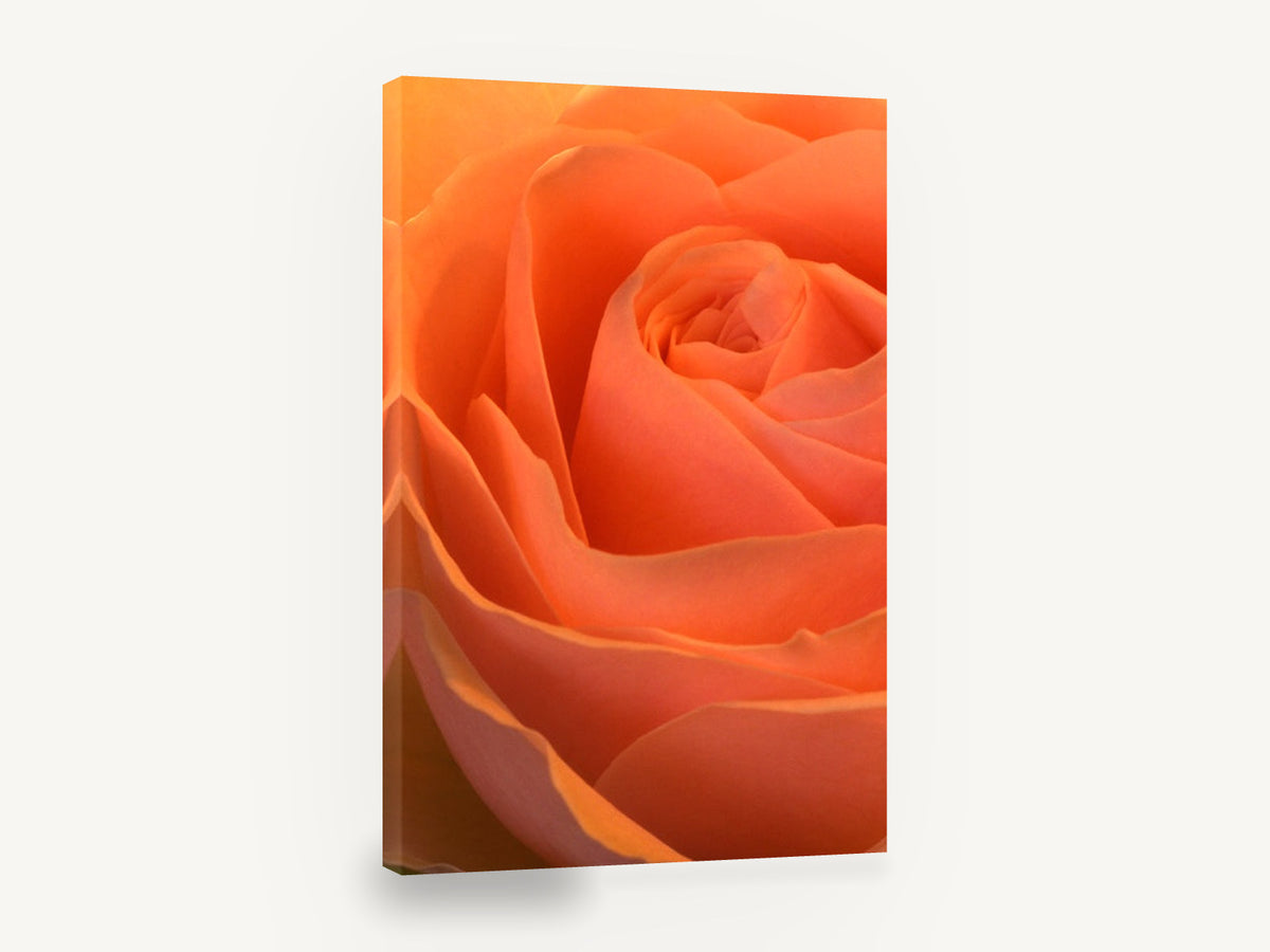Apricot Rose Spiral, apricot orange rose close-up photograph, floral canvas wall art print ready to hang
