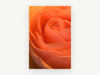 Apricot Rose Spiral, floral canvas wall art print, front view