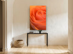 Apricot Rose Spiral floral canvas print on the wall of a hallway