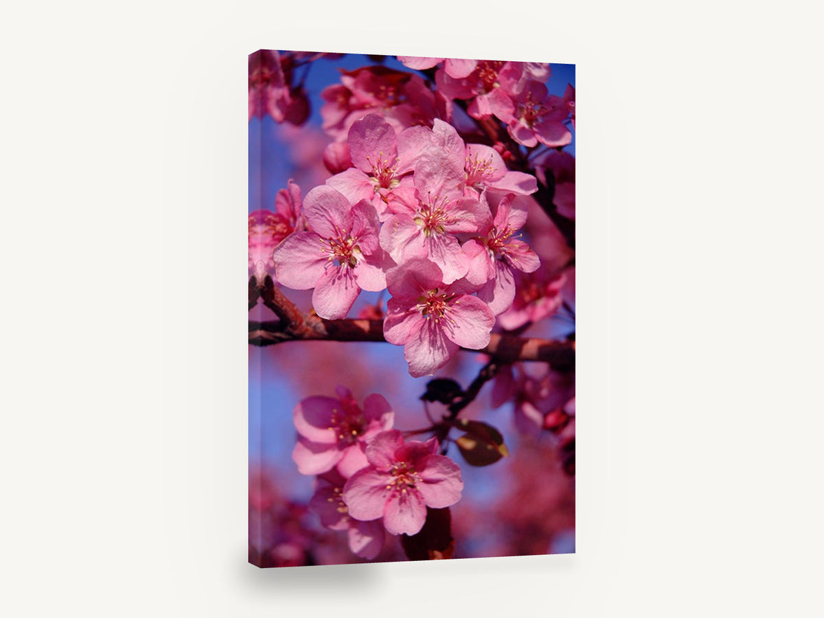 Crabapple Blossom Glow, pink crabapple blossom photograph, floral canvas wall art print ready to hang