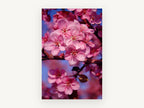 Crabapple Blossom Glow, floral canvas wall art print, front view