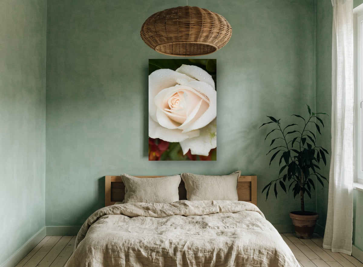 Dew on Cream Rose floral canvas print on the wall of a bedroom