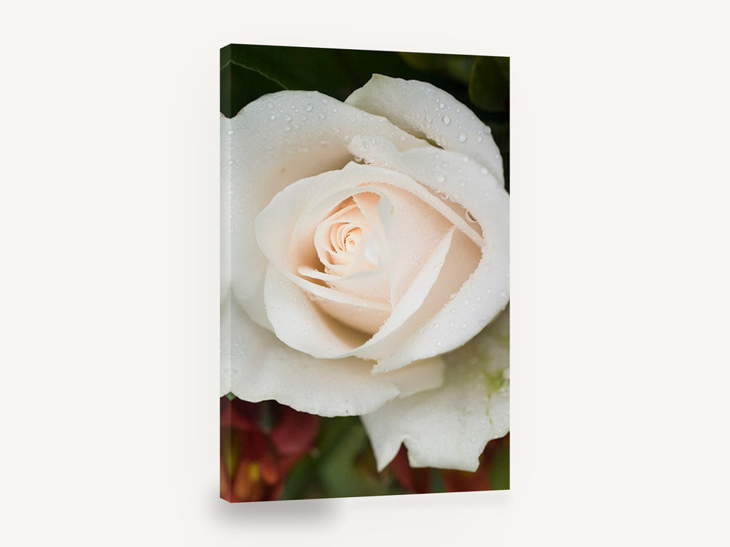 Dew on Cream Rose, cream rose dewdrops close-up photograph, floral canvas wall art print ready to hang