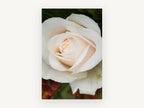 Dew on Cream Rose, floral canvas wall art print, front view