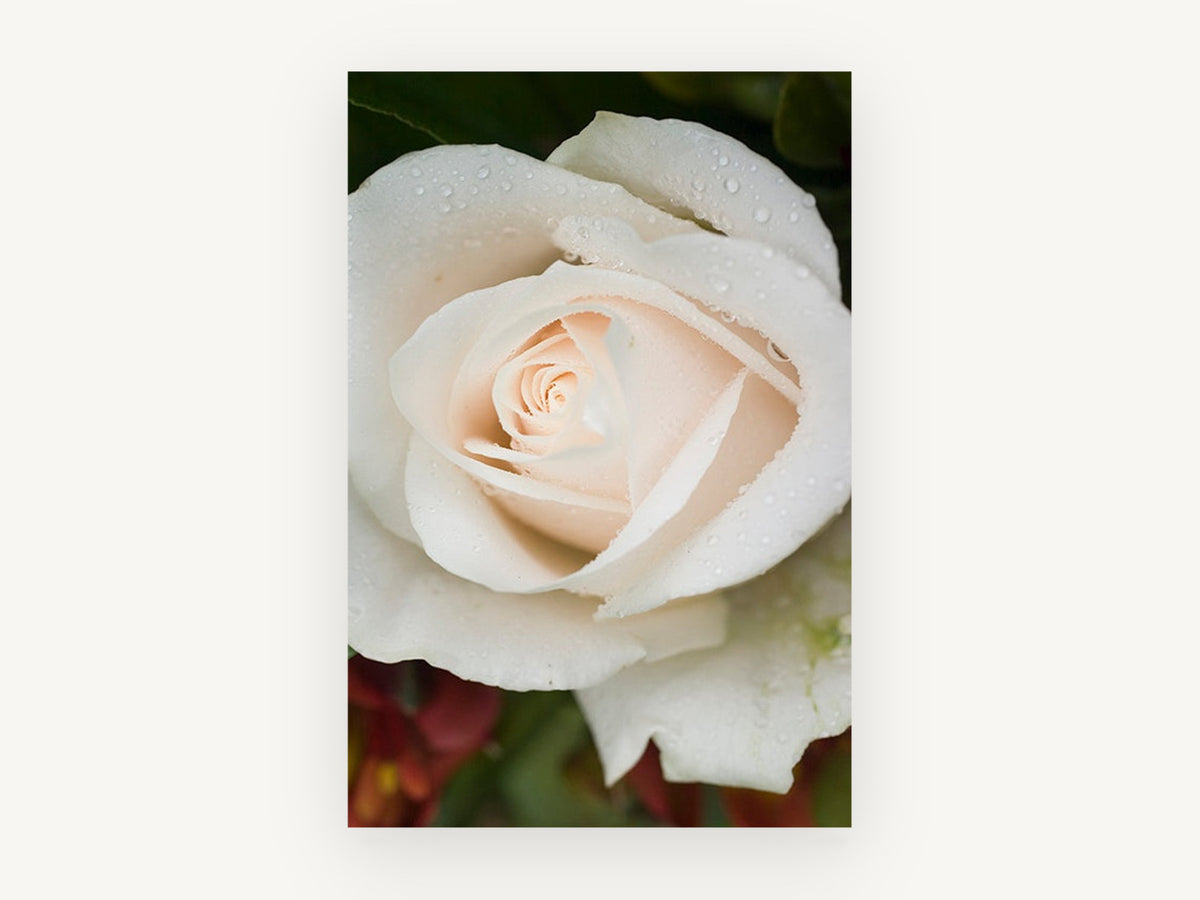Dew on Cream Rose, floral canvas wall art print, front view