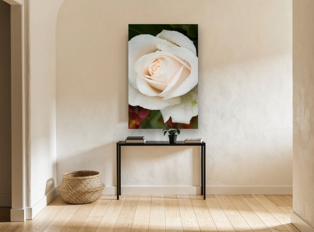 Dew on Cream Rose floral canvas print on the wall of a hallway