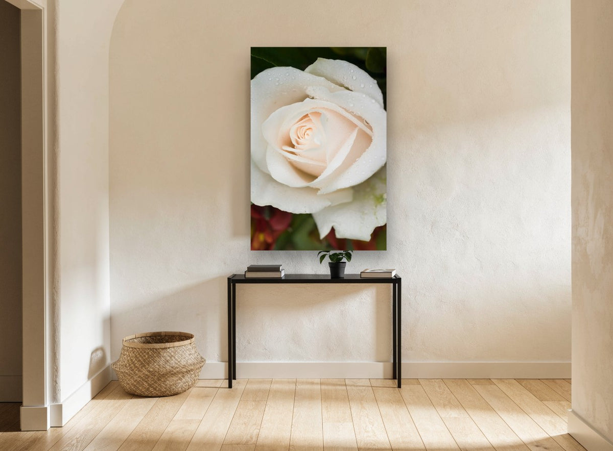 Dew on Cream Rose floral canvas print on the wall of a hallway