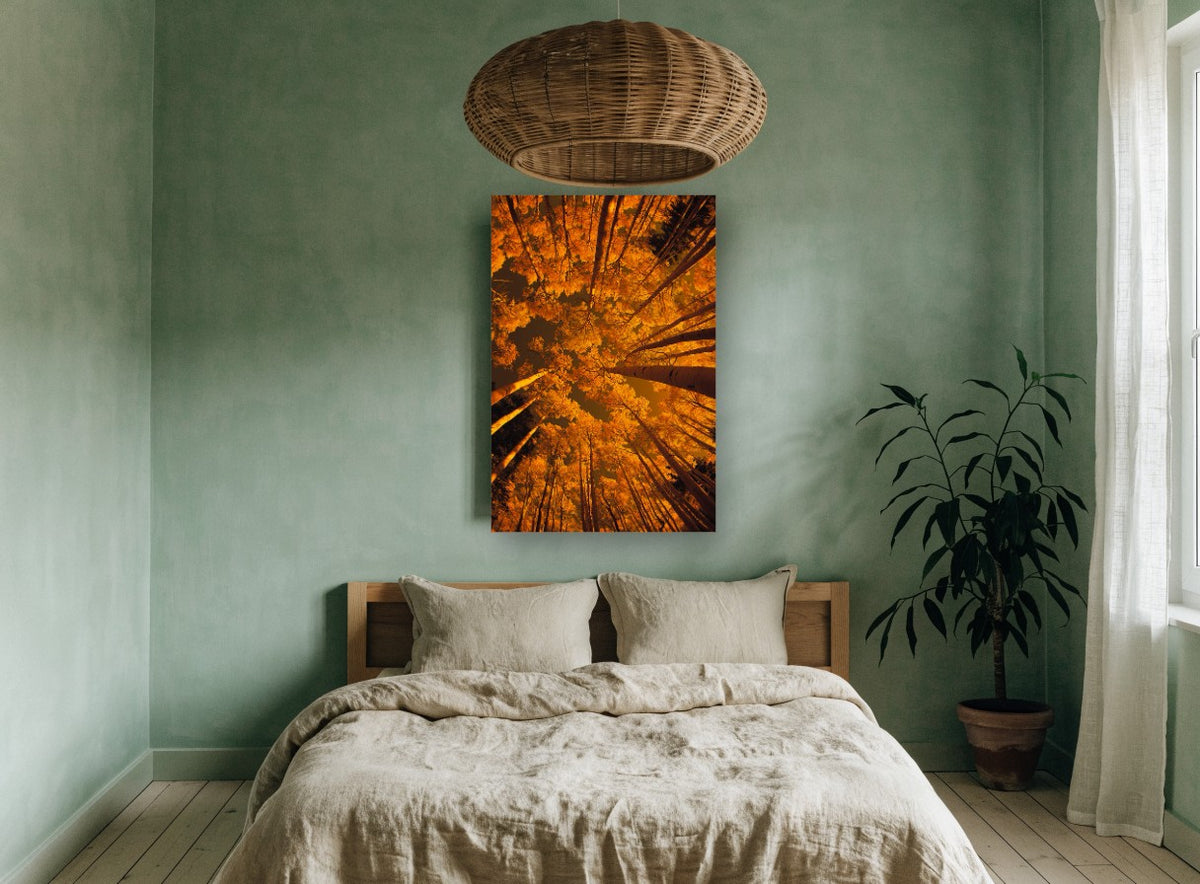Aspen Canopy Glow landscape canvas print on the wall of a bedroom