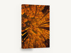 Aspen Canopy Glow, orange aspen forest looking up photograph, landscape canvas wall art print ready to hang