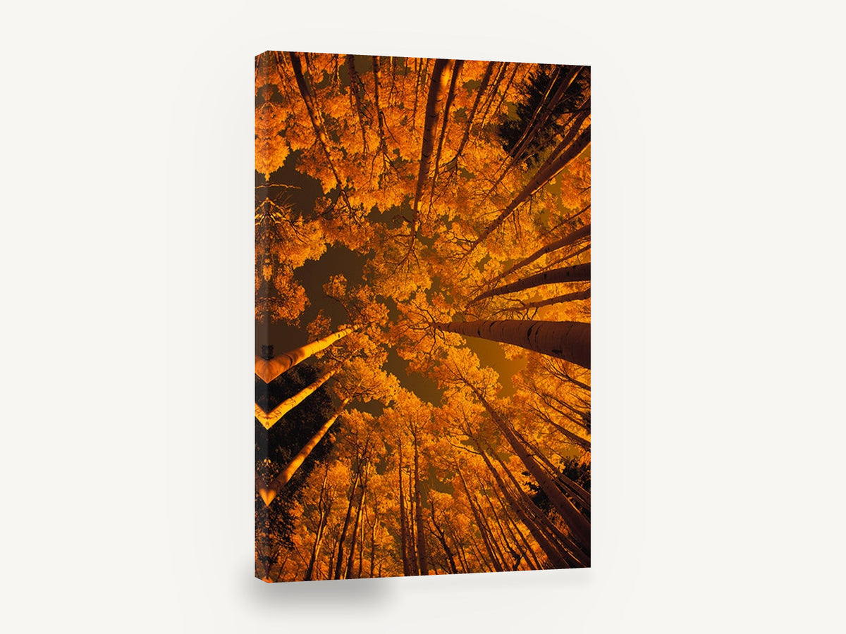 Aspen Canopy Glow, orange aspen forest looking up photograph, landscape canvas wall art print ready to hang