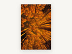 Aspen Canopy Glow, orange aspen forest looking up photograph, landscape canvas wall art print, front view