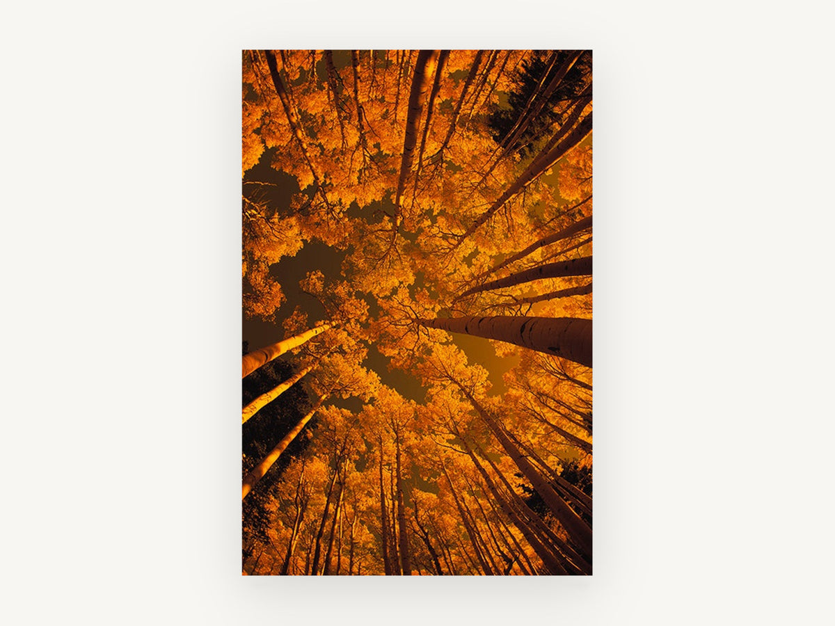 Aspen Canopy Glow, orange aspen forest looking up photograph, landscape canvas wall art print, front view