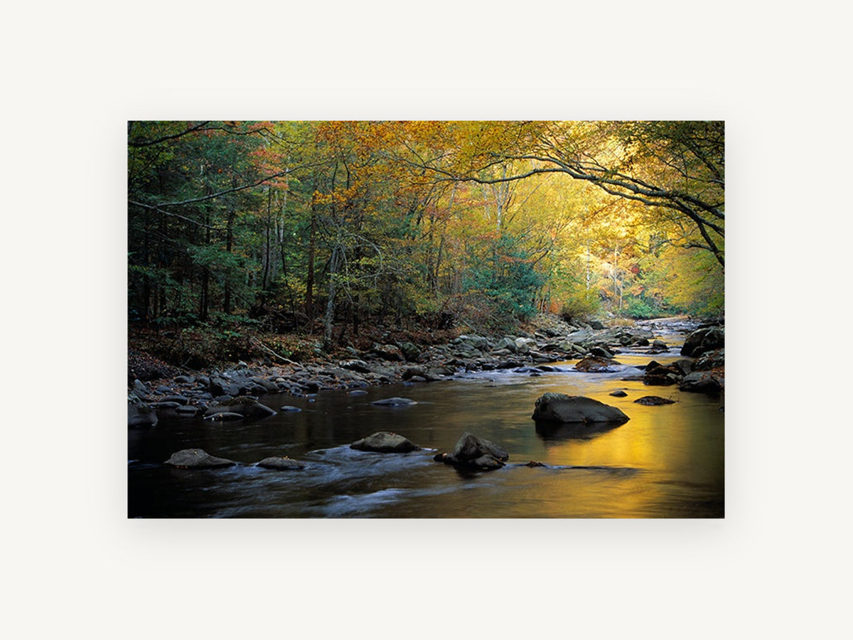 Golden Autumn Creek, autumn forest river photograph, landscape canvas wall art print, front view