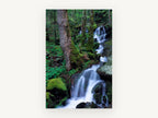 Mossy Forest Cascade, mossy forest waterfall photograph, landscape canvas wall art print, front view