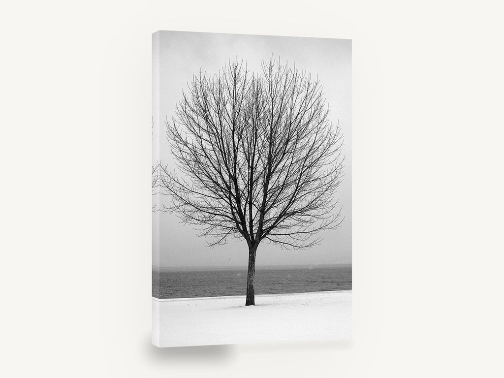 Winter Lakeside Tree, bare tree snowy lake photograph, landscape canvas wall art print ready to hang