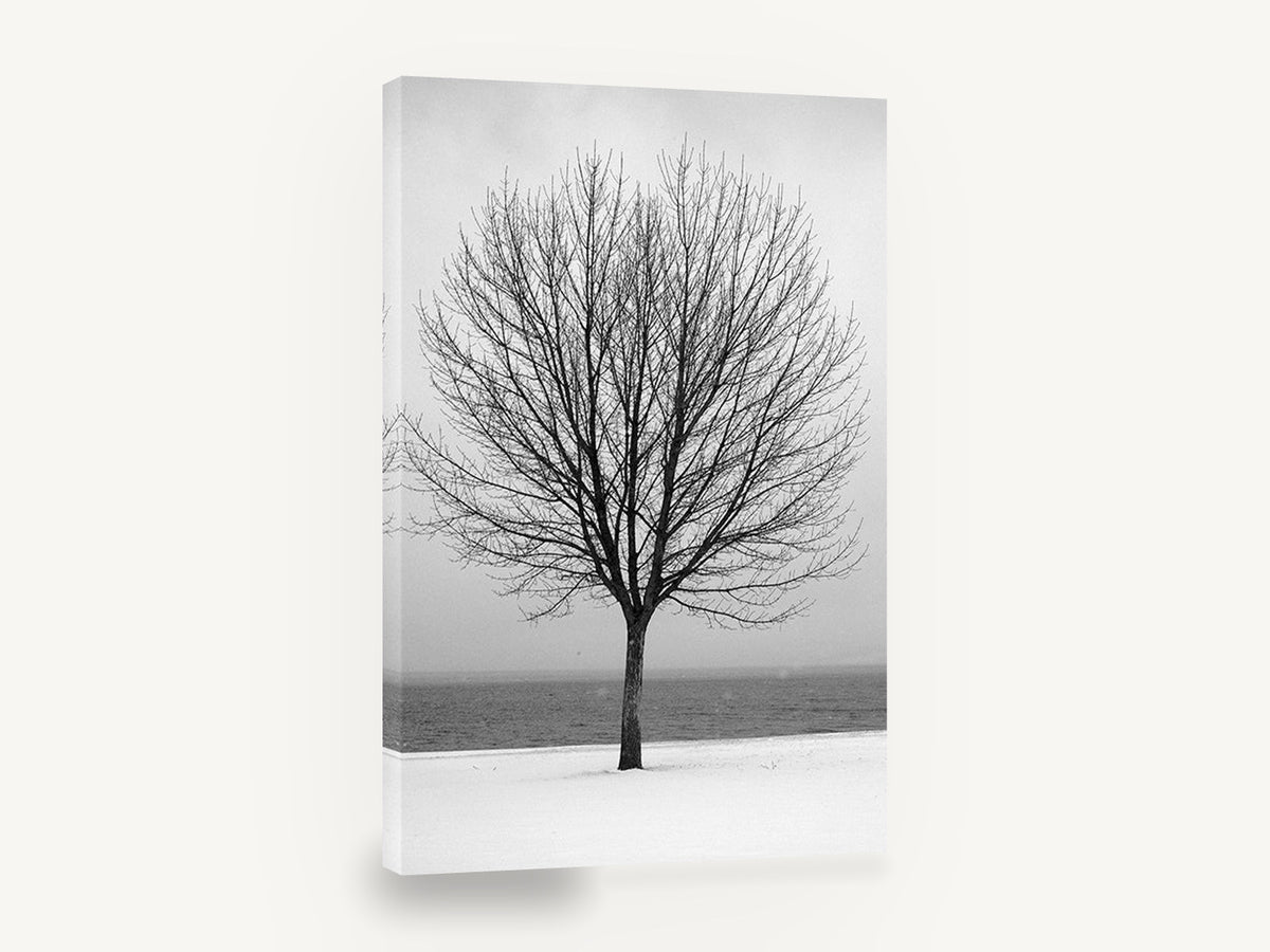 Winter Lakeside Tree, bare tree snowy lake photograph, landscape canvas wall art print ready to hang