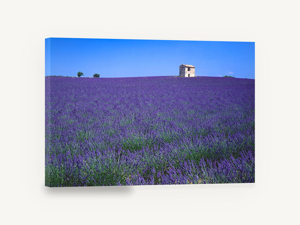 Lavender Stone Hut, lavender field stone hut photograph, landscape canvas wall art print ready to hang