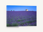 Lavender Stone Hut, lavender field stone hut photograph, landscape canvas wall art print ready to hang