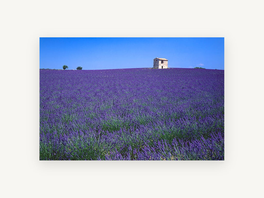 Lavender Stone Hut, lavender field stone hut photograph, landscape canvas wall art print, front view
