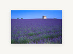 Lavender Stone Hut, lavender field stone hut photograph, landscape canvas wall art print, front view
