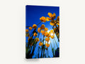 Poppies Against Blue, orange poppies blue sky photograph, floral canvas wall art print ready to hang