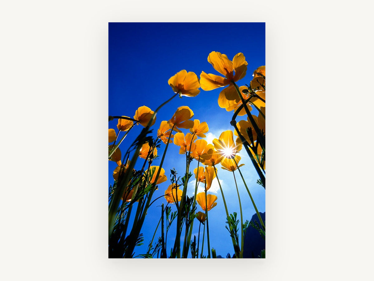 Poppies Against Blue, floral canvas wall art print, front view