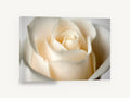 Cream Rose Bloom, cream rose close-up photograph, floral canvas wall art print ready to hang