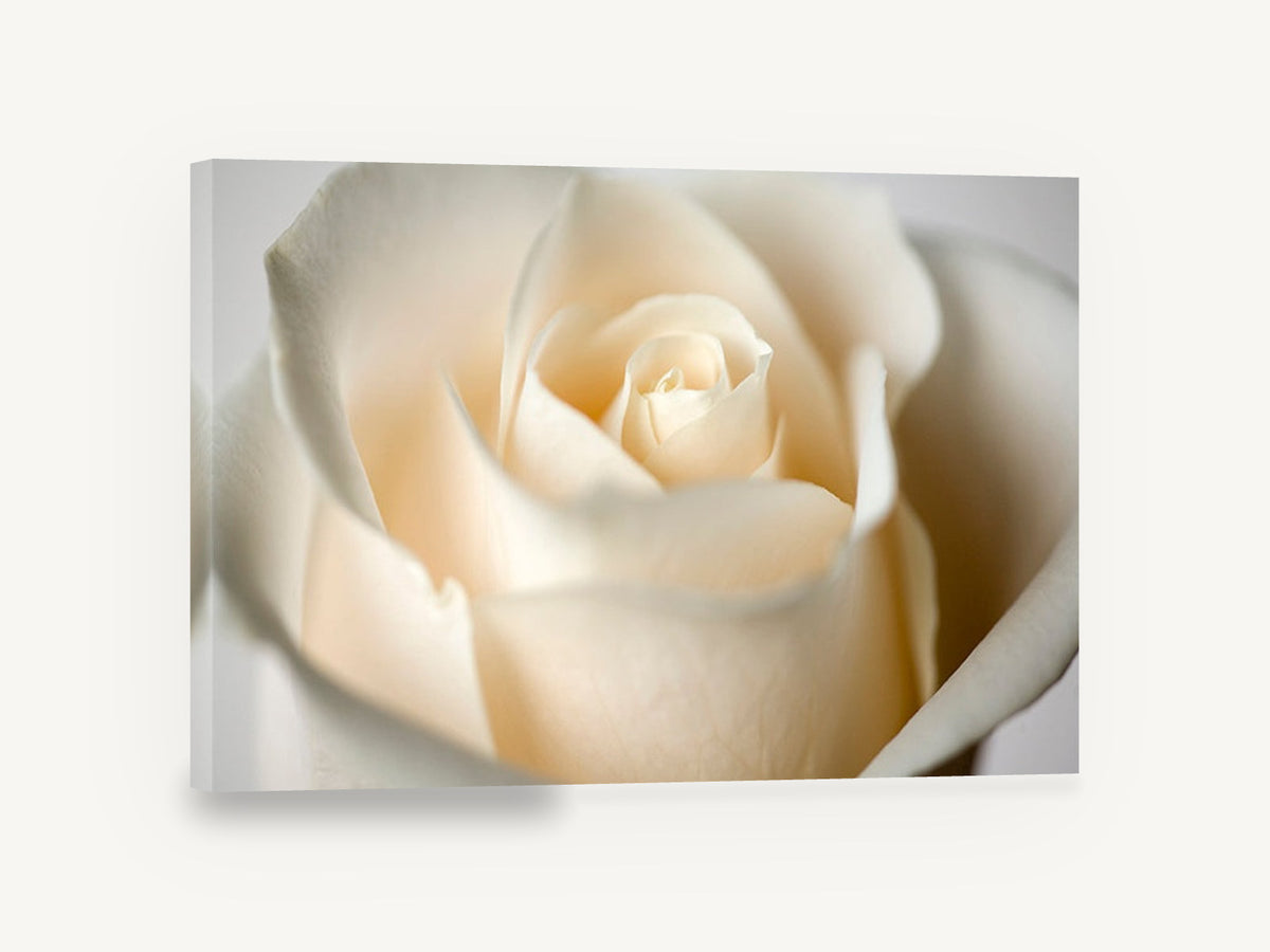 Cream Rose Bloom, cream rose close-up photograph, floral canvas wall art print ready to hang