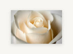 Cream Rose Bloom, floral canvas wall art print, front view
