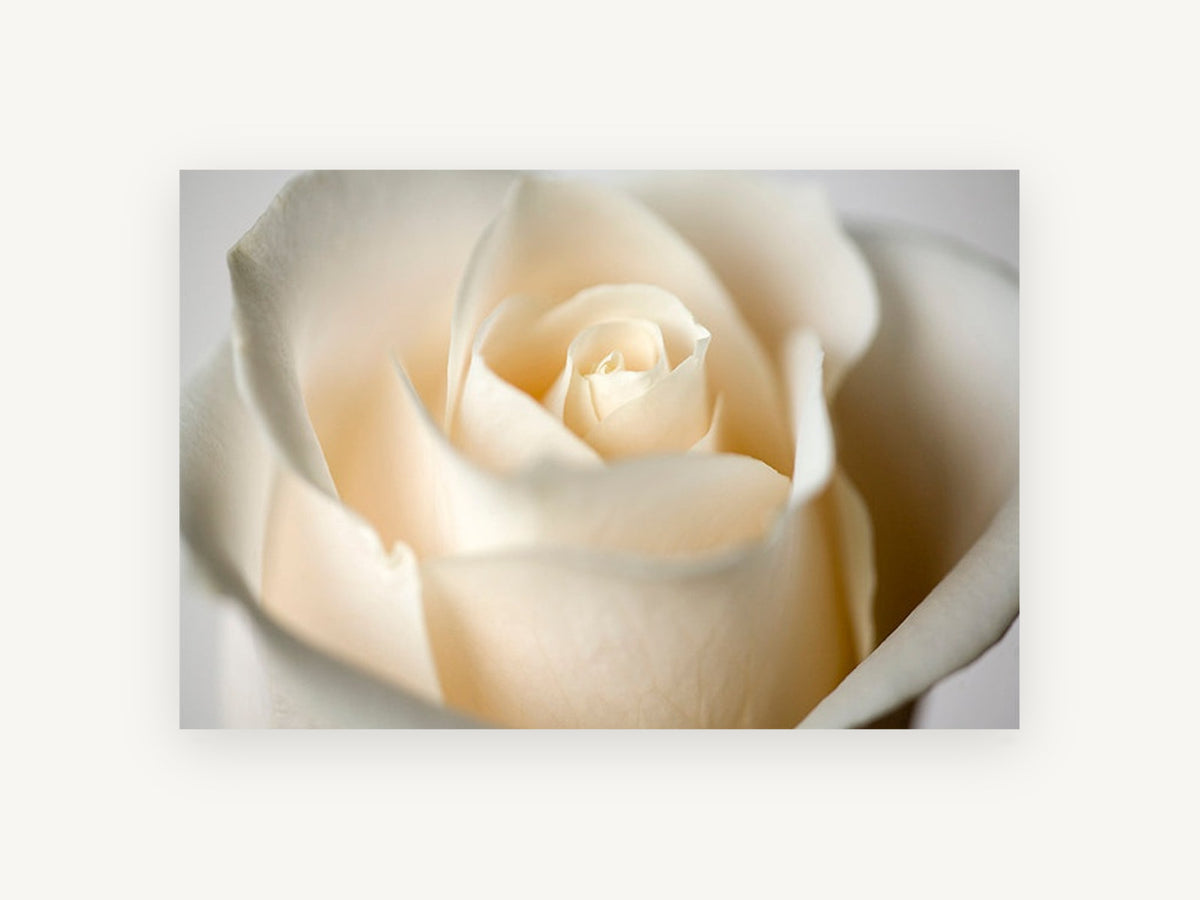 Cream Rose Bloom, floral canvas wall art print, front view