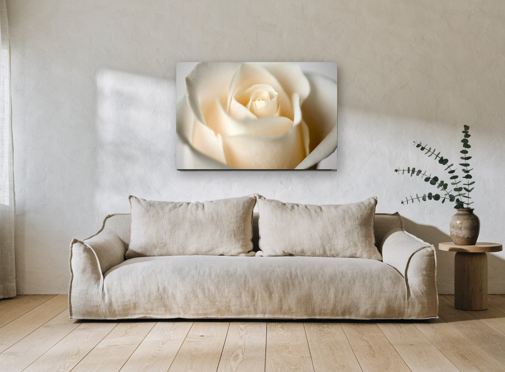 Cream Rose Bloom floral canvas print on the wall of a living room