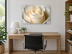 Cream Rose Bloom floral canvas print on the wall of a study