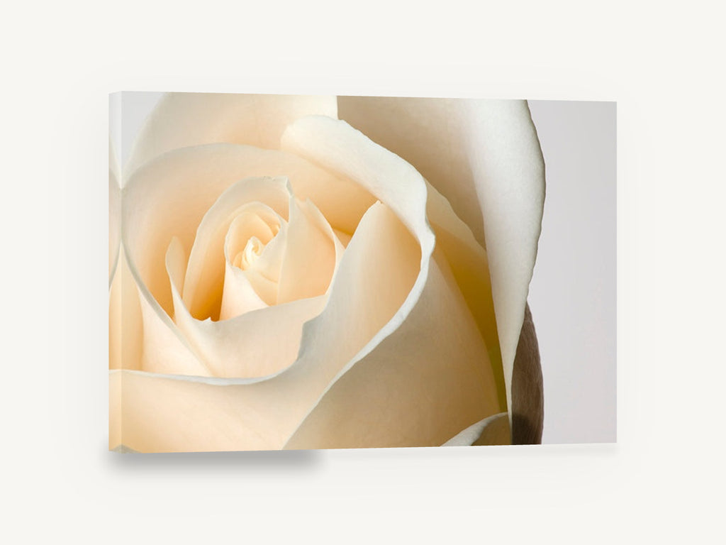 Cream Rose Unfurling, cream rose close up photograph, floral canvas wall art print ready to hang