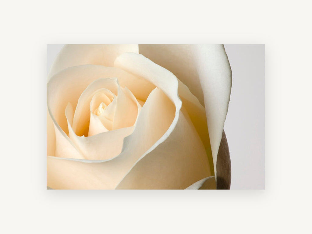 Cream Rose Unfurling, floral canvas wall art print, front view