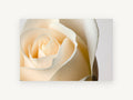 Cream Rose Unfurling, floral canvas wall art print, front view
