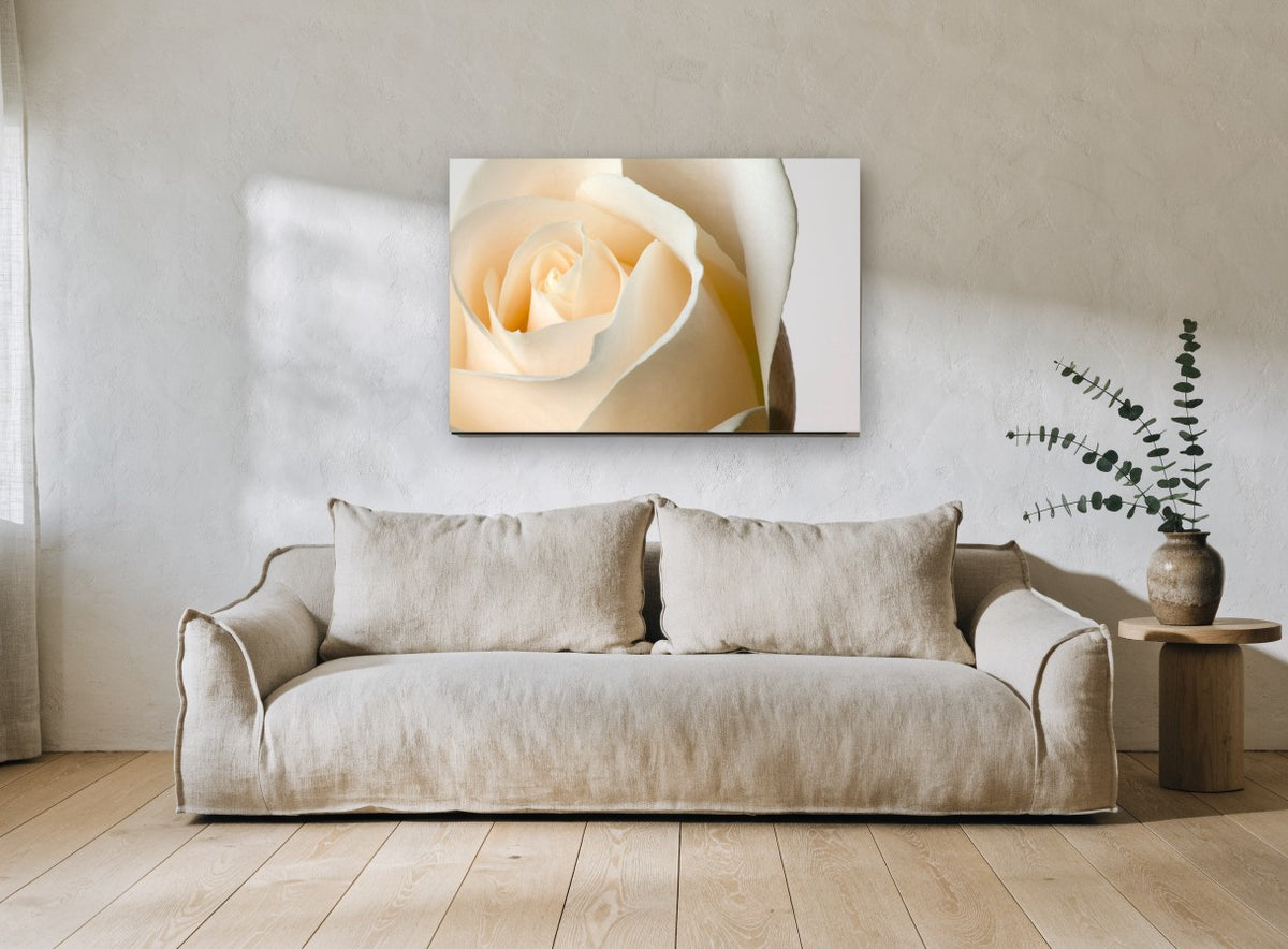 Cream Rose Unfurling floral canvas print on the wall of a living room