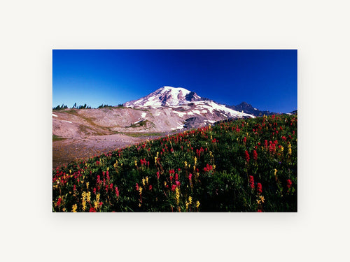 Alpine Paintbrush Slope, snowy mountain wildflower meadow photograph, landscape canvas wall art print, front view