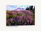 Lupin Meadow Summit, purple lupin meadow mountain photograph, landscape canvas wall art print ready to hang