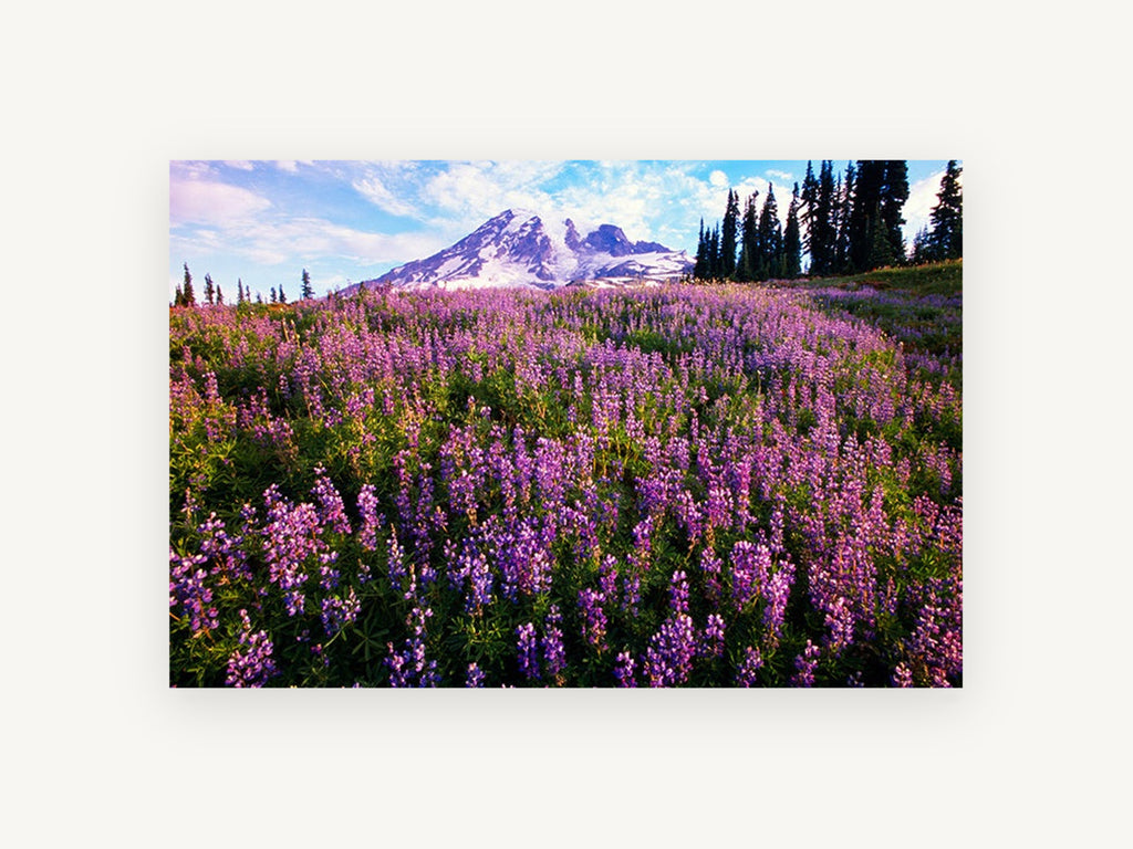 Lupin Meadow Summit, purple lupin meadow mountain photograph, landscape canvas wall art print, front view