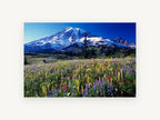 Alpine Wildflower Meadow, snowy mountain wildflower meadow photograph, landscape canvas wall art print, front view