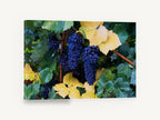 Autumn Vineyard Clusters, purple grapes autumn vine photograph, floral canvas wall art print ready to hang